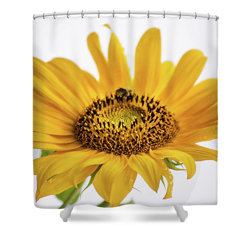 Ohio Shower Curtain featuring the photograph Yellow by Stewart Helberg