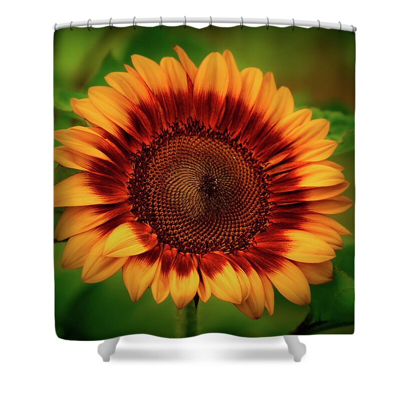 Sunflower Shower Curtain featuring the photograph Yellow Sunflower #2 by Allin Sorenson