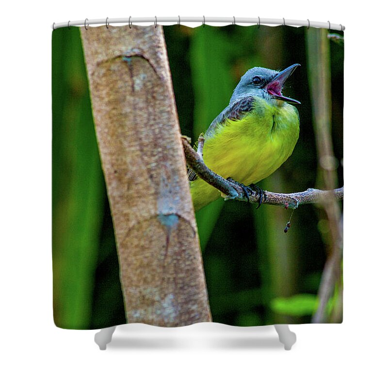 Songbird Shower Curtain featuring the photograph Yellow Throated Kingbird by Leslie Struxness