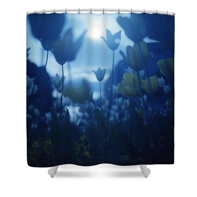 Tranquility Shower Curtain featuring the photograph Yellow Tulip Flowers In Blue Film Tones by Edward Olive - Fine Art Photographer
