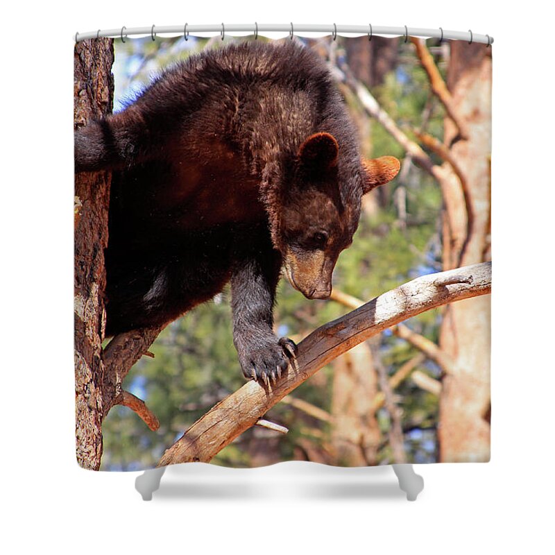 Arizona Shower Curtain featuring the photograph Young Black Bear in Tree 2, Arizona by Dawn Richards