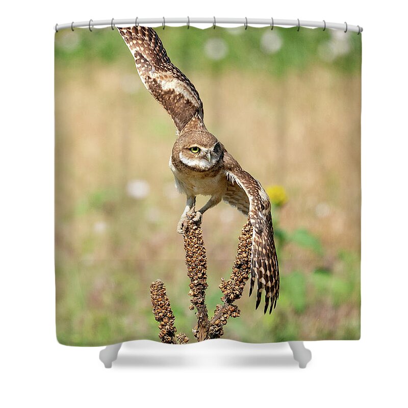 Burrowing Owls Shower Curtain featuring the photograph Young Burrowing Owl on Mullein by Judi Dressler