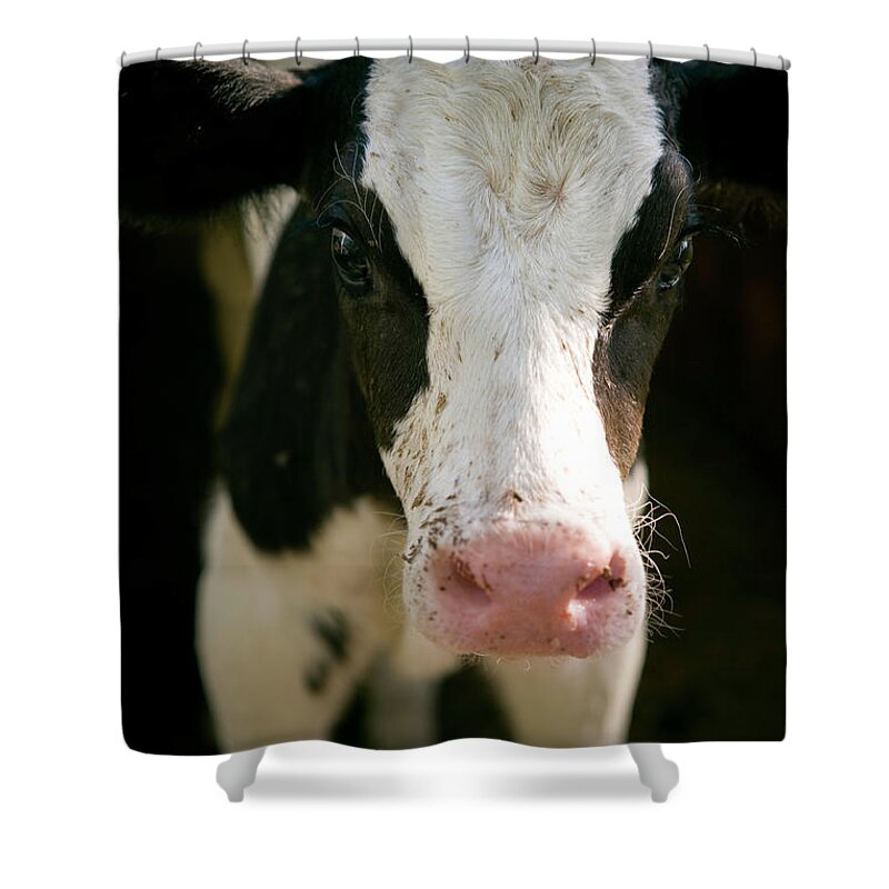 Ranch Shower Curtain featuring the photograph Young Cow by Naphtalina