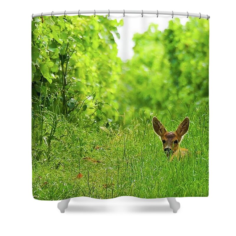 Hiding Shower Curtain featuring the photograph Young Deer In The Vineyard by Joerg Reichel