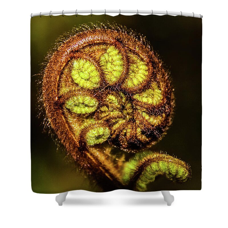 Fern Shower Curtain featuring the photograph Young fern leaves by Lyl Dil Creations