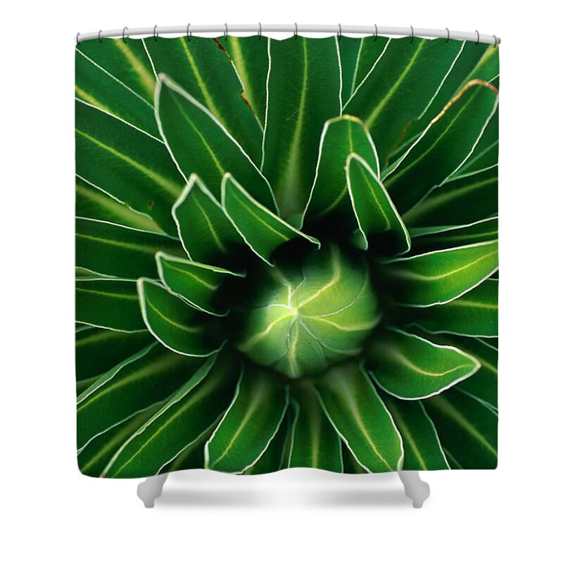 Kenya Shower Curtain featuring the photograph Young Giant Lobelia, Mt Kenya National by Anders Blomqvist