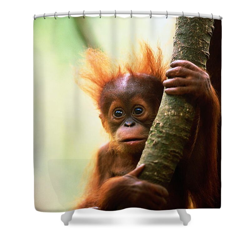 Animal Themes Shower Curtain featuring the photograph Young Orang-utan Pongo Pygmaeus by Manoj Shah