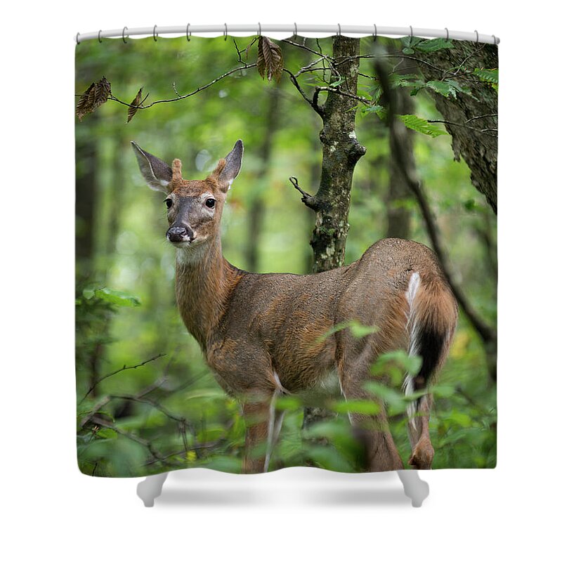 Deer Shower Curtain featuring the photograph Young White-tailed Deer, Odocoileus virginianus, with Velvet Antlers by William Dickman
