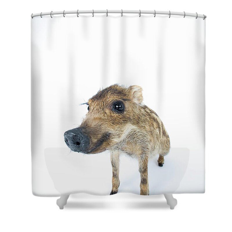 Animal Nose Shower Curtain featuring the photograph Young Wild Boar Sus Scrofa by Yasuhide Fumoto
