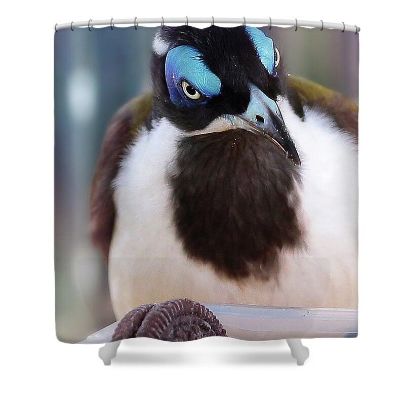 Blue Face Honey Eater Shower Curtain featuring the digital art Yum chocolate cookies 01 by Kevin Chippindall