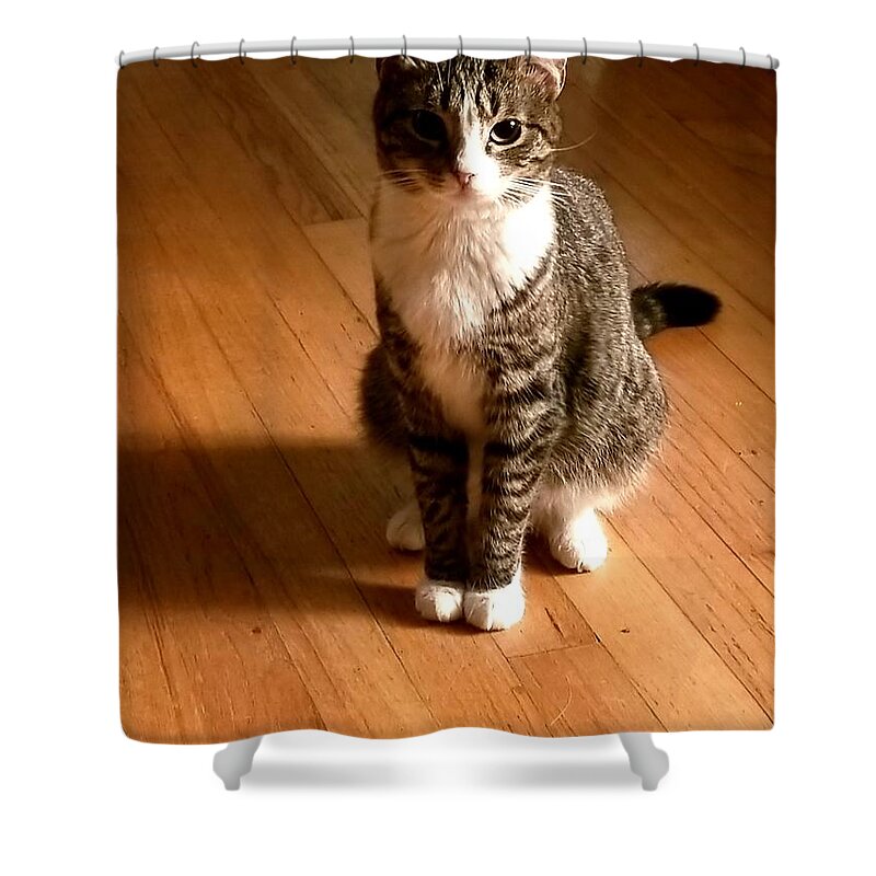 Uther Shower Curtain featuring the photograph 'Z aCat by Uther Pendraggin