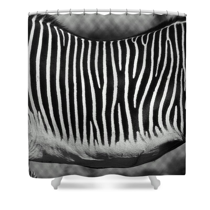 Animal Themes Shower Curtain featuring the photograph Zebra Equus Sp. Mid Section, Close-up by Henry Horenstein