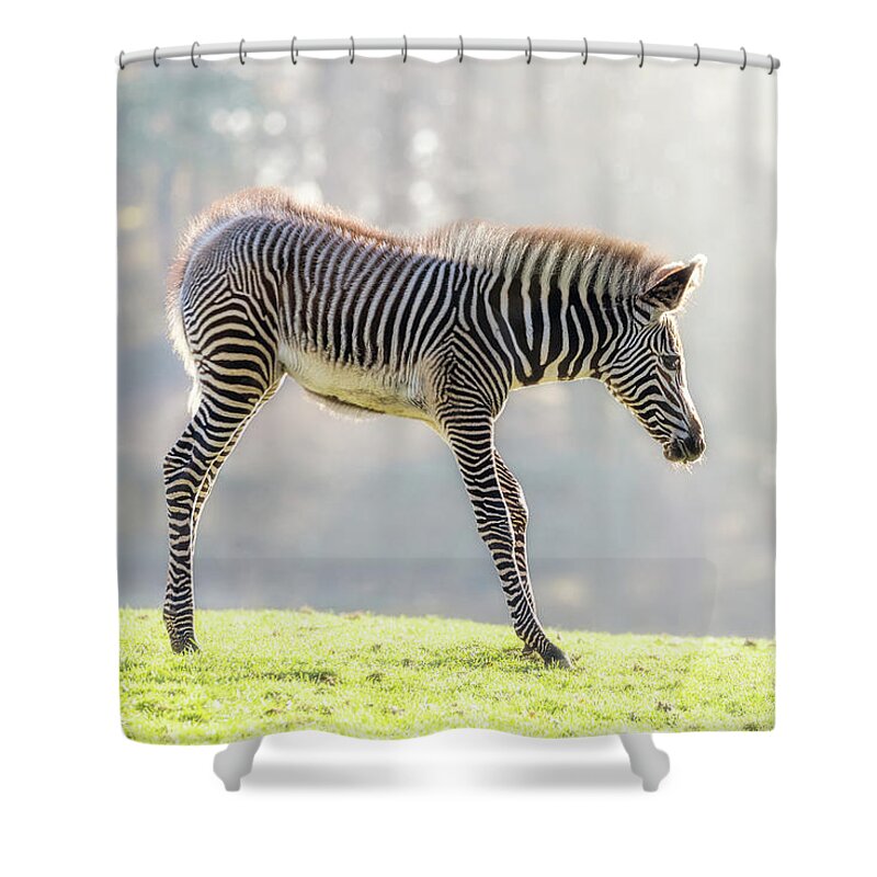 Zebra Shower Curtain featuring the photograph Zebra foal in morning sunlight by Jane Rix
