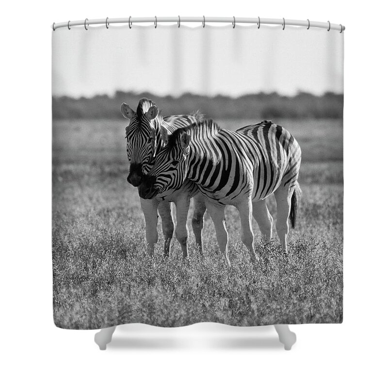 Tranquility Shower Curtain featuring the photograph Zebra by Giampaolo Cianella