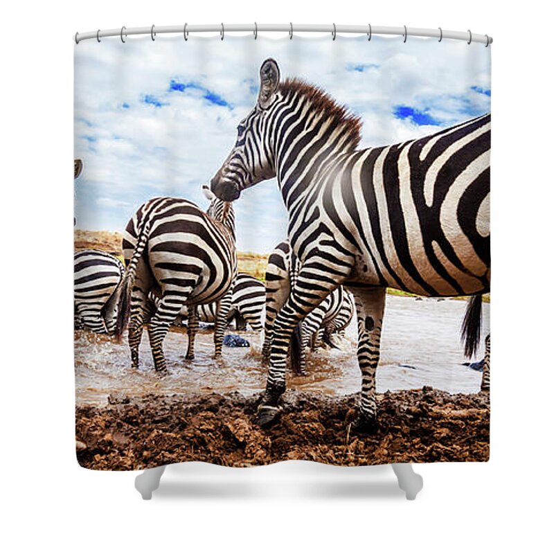 Tranquility Shower Curtain featuring the photograph Zebra Herd At The River by Manoj Shah