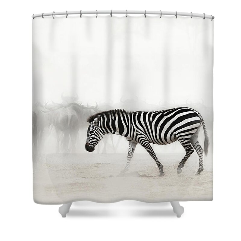Zebra Shower Curtain featuring the photograph Stand Out From The Crowd by Good Focused