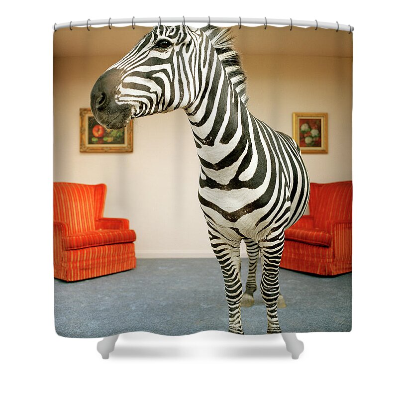 Out Of Context Shower Curtain featuring the photograph Zebra In Living Room by Matthias Clamer