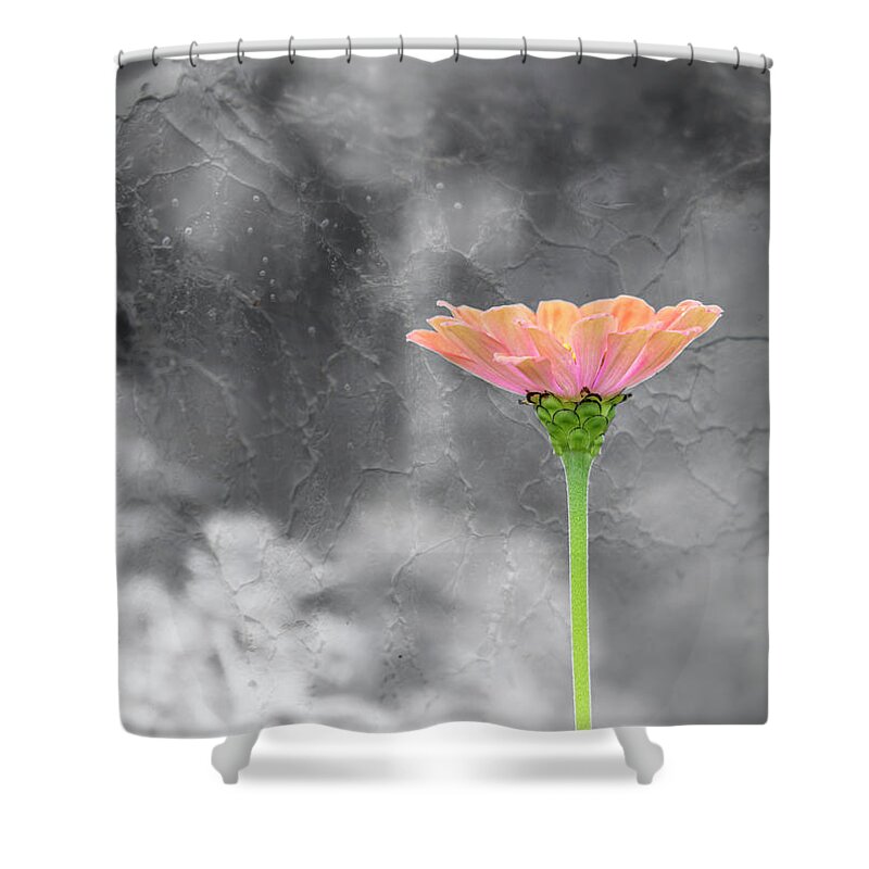 Zinnia Flower Shower Curtain featuring the photograph Zinnia 2018-1 by Thomas Young