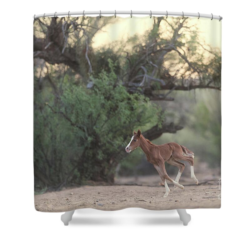 Cute Shower Curtain featuring the photograph Zoomies by Shannon Hastings