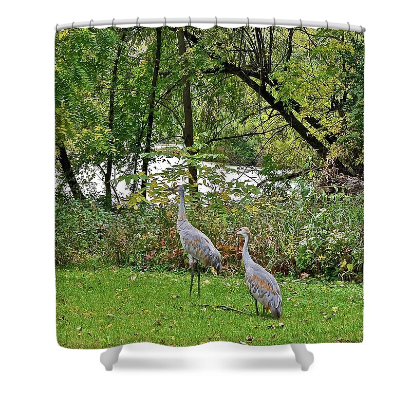 Sandhill Crane; Backyard; Birds; Shower Curtain featuring the photograph 2021 Fall Sandhill Cranes 8 by Janis Senungetuk