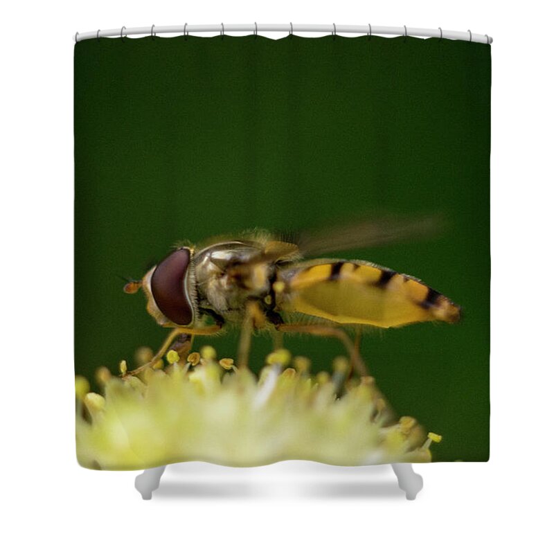 Nature Shower Curtain featuring the photograph A hoverfly enjoying flower nectar #2 by Maria Dimitrova