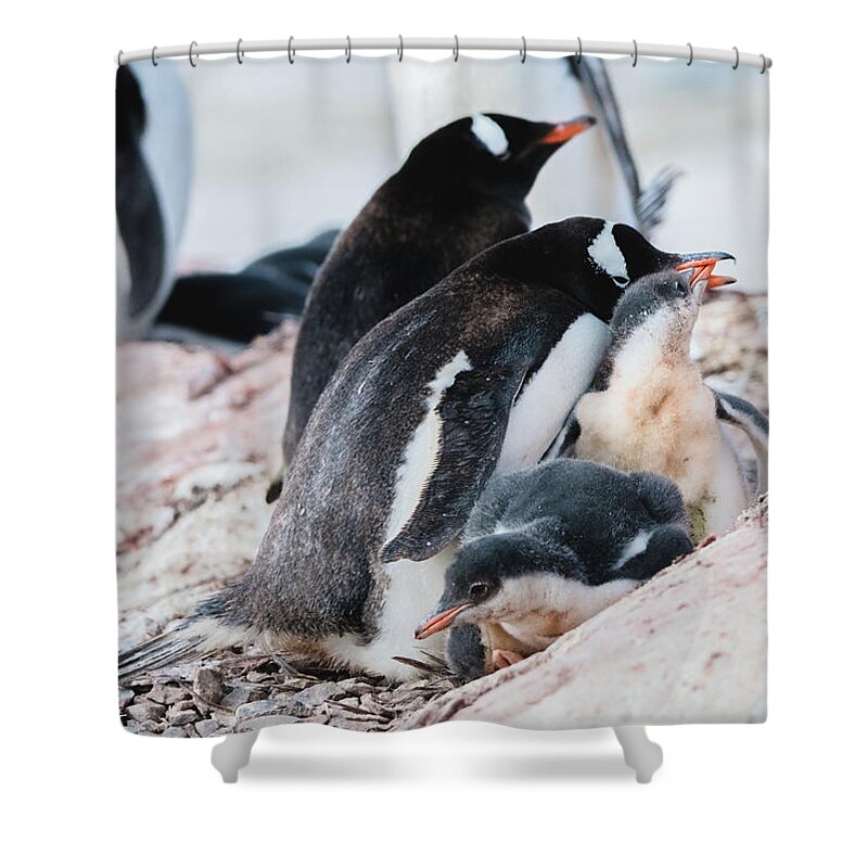 04feb20 Shower Curtain featuring the photograph All in the Family by Jeff at JSJ Photography