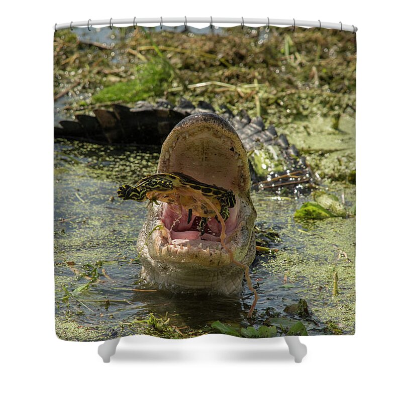 Alligator Shower Curtain featuring the photograph Alligator Eating Turtle #2 by Carolyn Hutchins