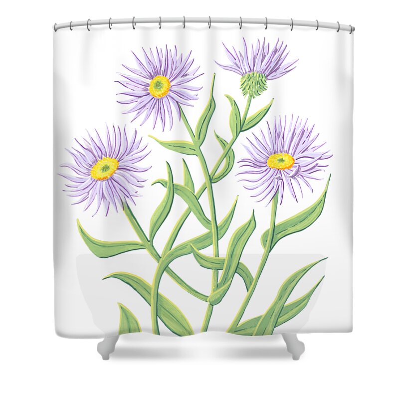 Aster Shower Curtain featuring the painting Aster September Birth Month Flower Botanical Print on White - Art by Jen Montgomery by Jen Montgomery