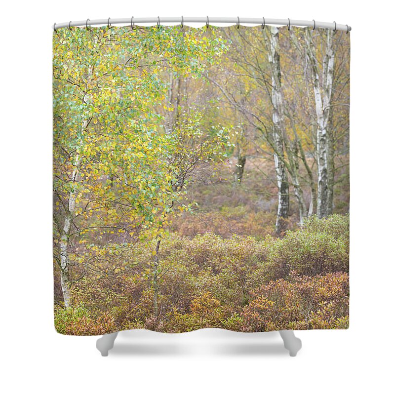 Autumn Shower Curtain featuring the photograph Autumn with bilberries, bracken and silver birch trees #1 by Anita Nicholson