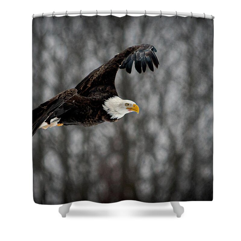 Bald Eagles Shower Curtain featuring the photograph Bald Eagle #1 by Patrick Boening