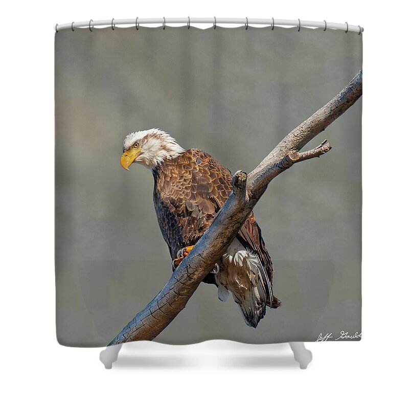 Animal Shower Curtain featuring the photograph Bald Eagle Perched in a Dead Tree #1 by Jeff Goulden