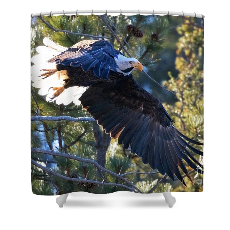 Bald Eagle Shower Curtain featuring the photograph Bald Eagles in Eleven Mile Canyon #1 by Steven Krull
