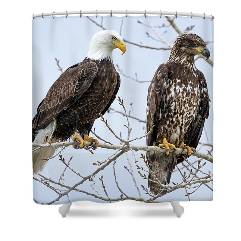 Blad Eagles Shower Curtain featuring the photograph Bald Eagles #1 by Wesley Aston