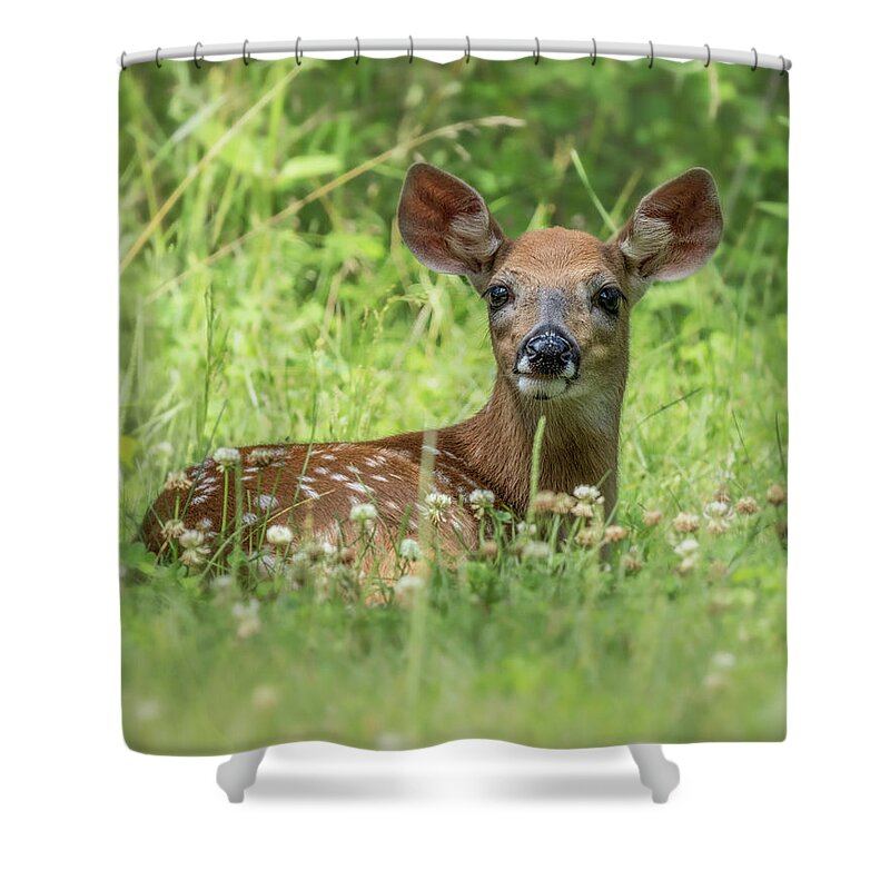 Deer Shower Curtain featuring the photograph Bambi by James Overesch
