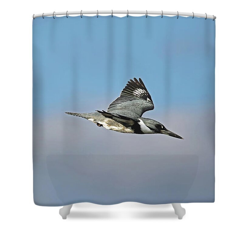 Florida Shower Curtain featuring the photograph Belted Kingfisher In Flight #1 by Jennifer Robin