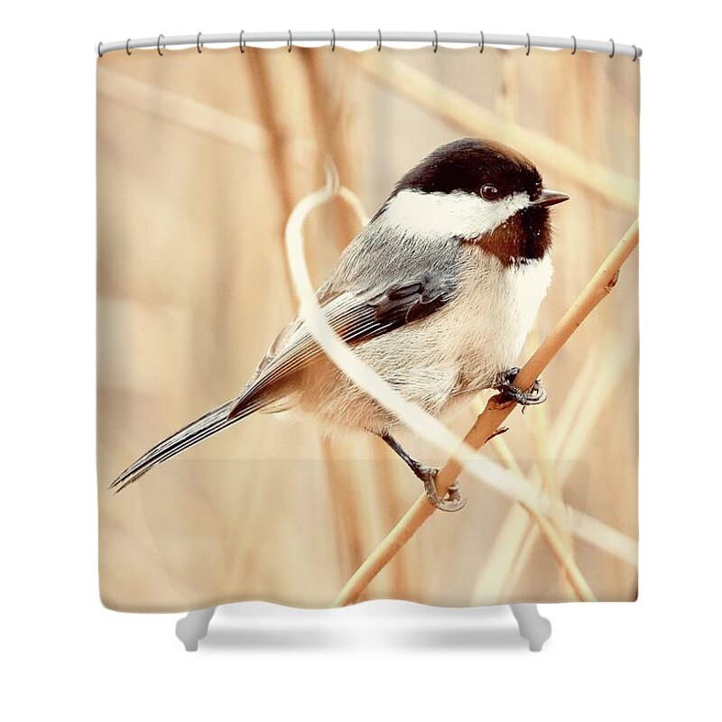  Shower Curtain featuring the digital art Black Capped Chickadee #1 by Birdly Canada