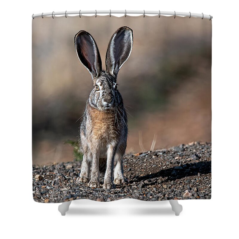 Jackrabbit Shower Curtain featuring the photograph Black Tailed Jackrabbit #1 by Rick Mosher
