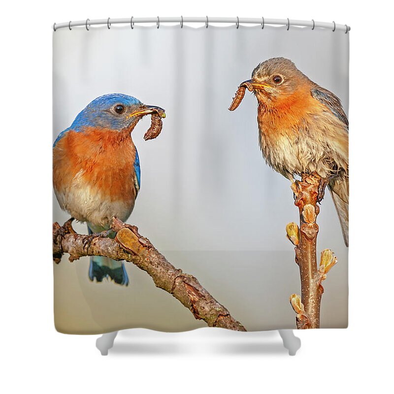 Bluebirds Shower Curtain featuring the photograph Bluebirds In love #1 by Susan Candelario
