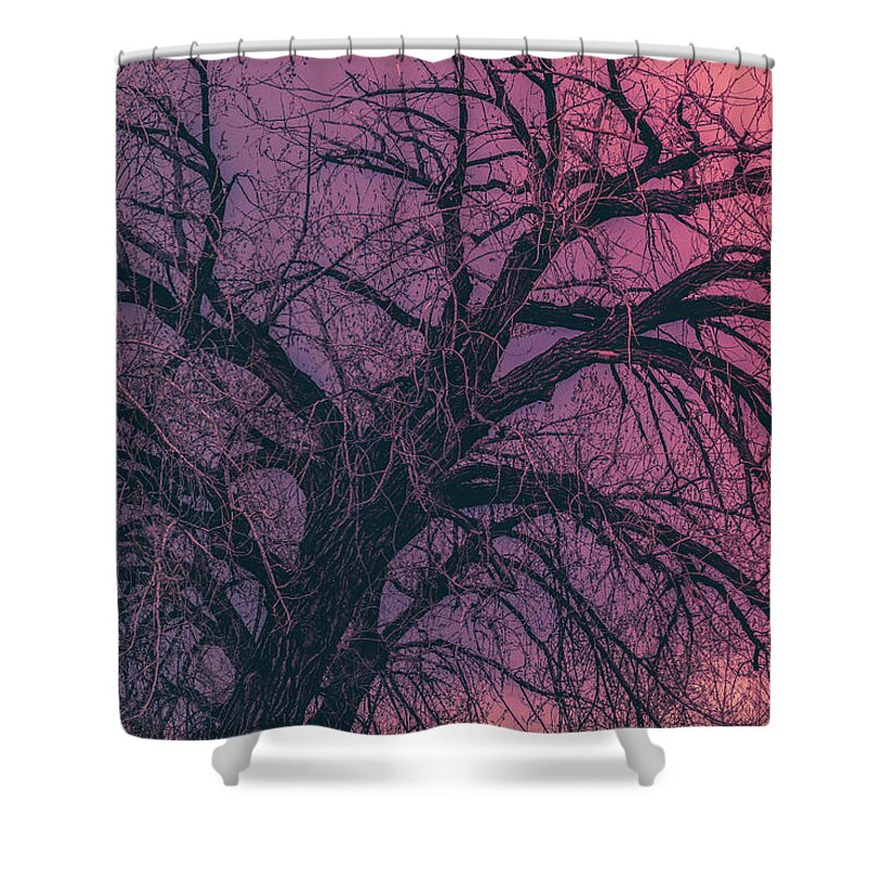 Leafless Shower Curtain featuring the photograph Branching Out #2 by James BO Insogna