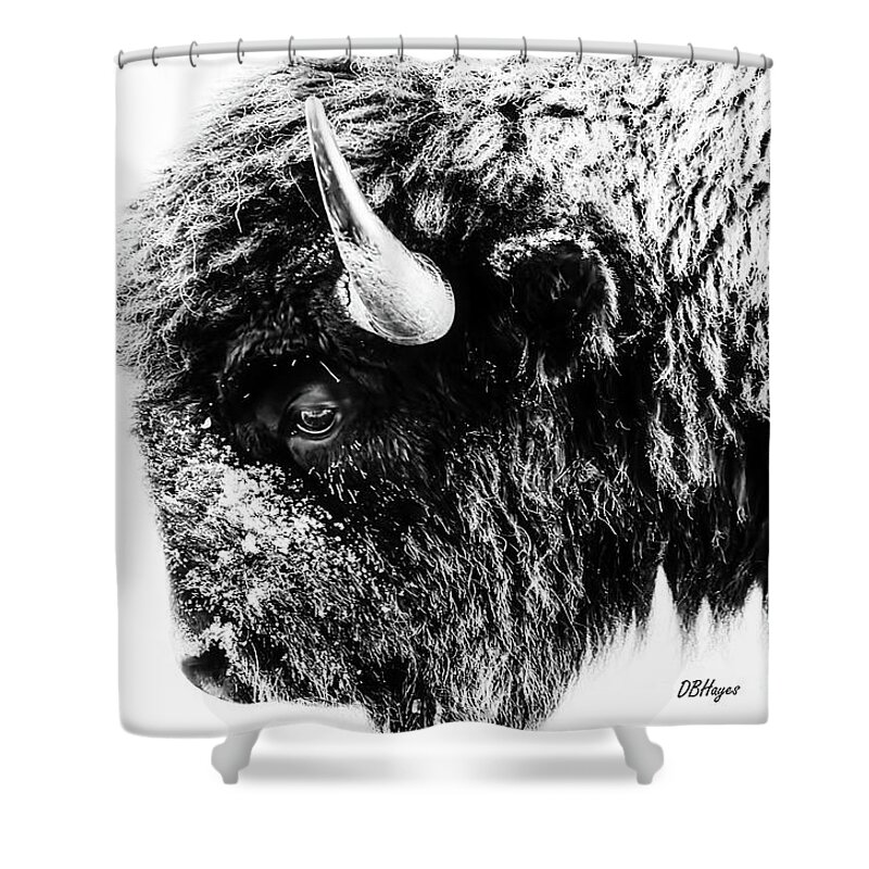 Buffalos Shower Curtain featuring the photograph Buffalo Black and White Portrait II by DB Hayes
