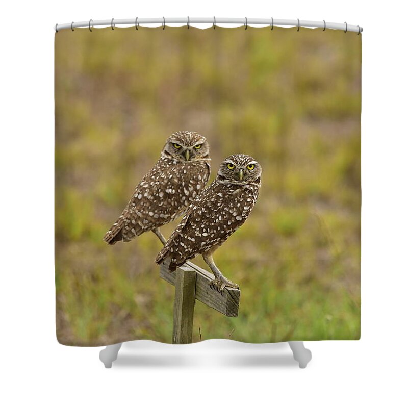Burrowing Owl Shower Curtain featuring the photograph Burrowing Owl Pair #1 by Cindy McIntyre