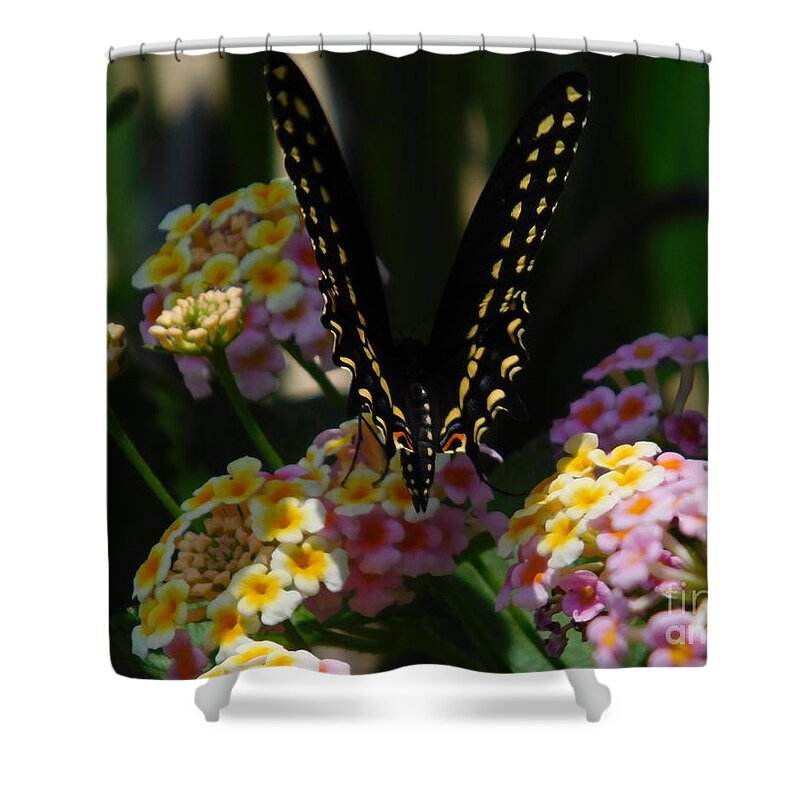 Butterfly Shower Curtain featuring the photograph Butterfly #1 by Chris Tarpening