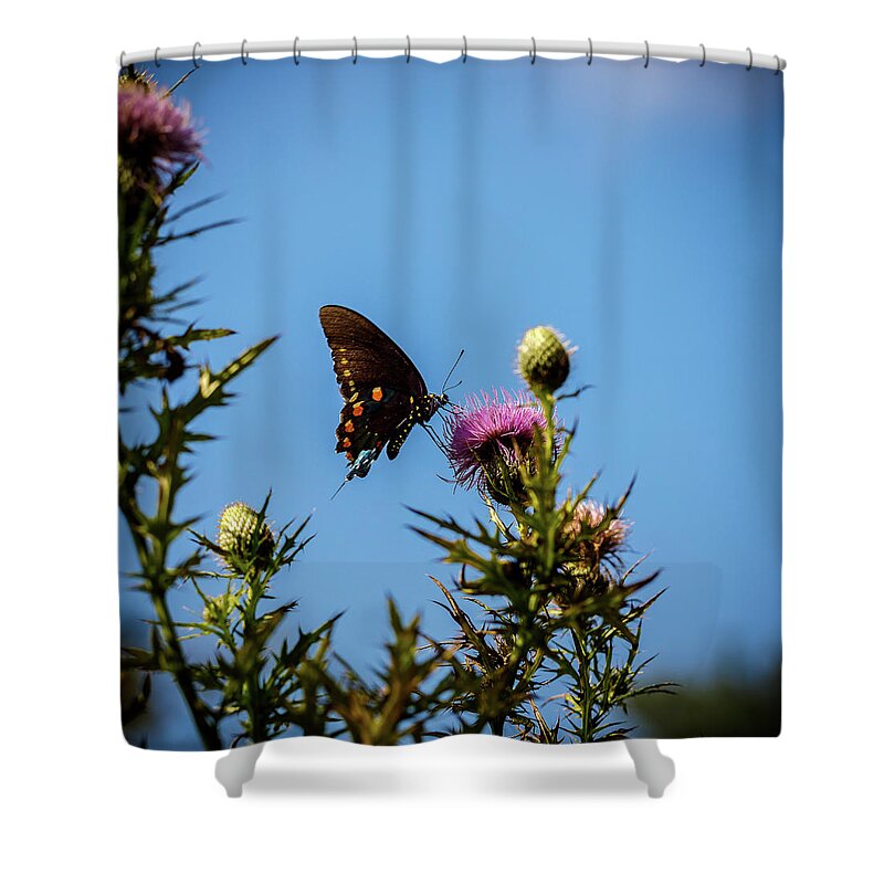 Butterfly Shower Curtain featuring the photograph Butterfly by David Beechum