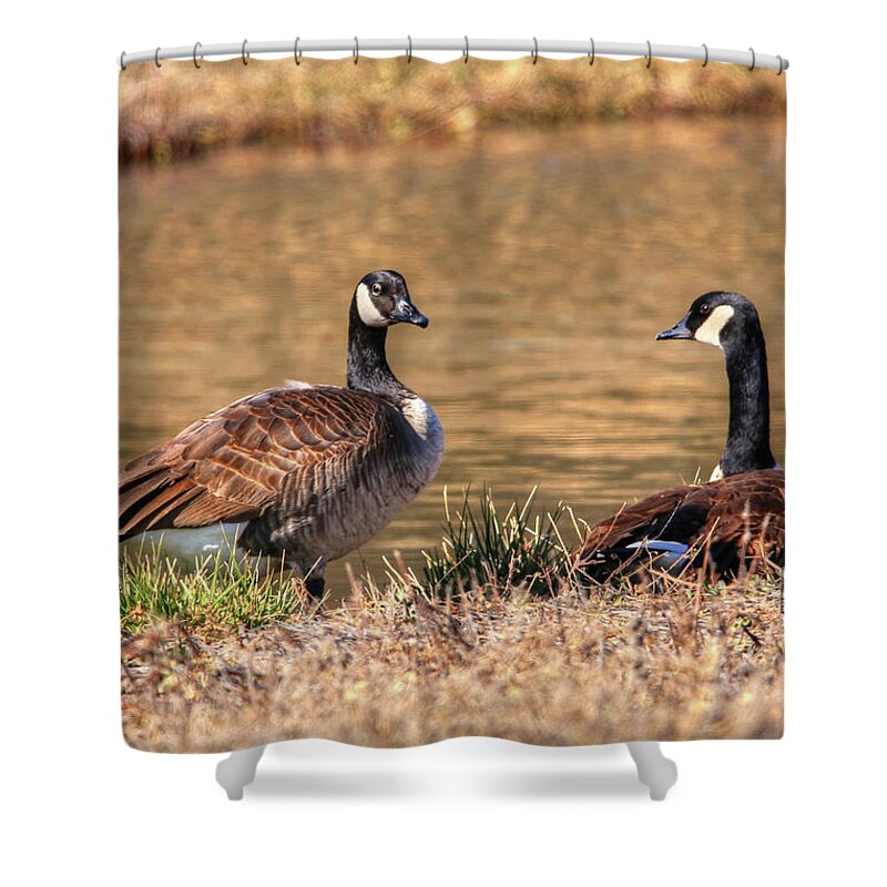 Goose Shower Curtain featuring the photograph Canada Geese #1 by Robert Harris