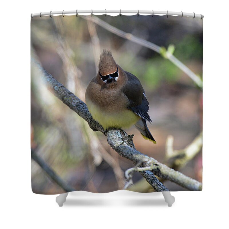  Shower Curtain featuring the photograph Cedar Waxwing 6 #1 by David Armstrong