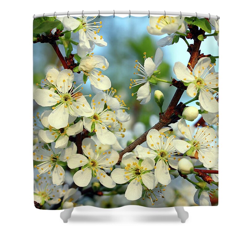 Spring Shower Curtain featuring the photograph Cherry Tree Flowers Macro #1 by Mikhail Kokhanchikov
