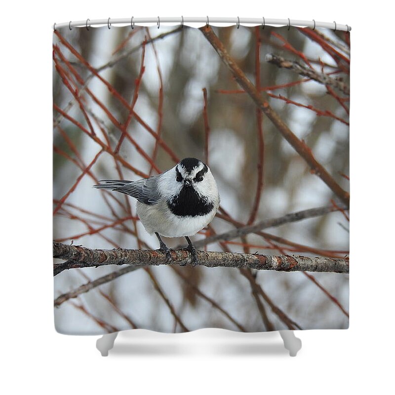 Western Canada Birds Shower Curtain featuring the photograph Chickadee #1 by Nicola Finch