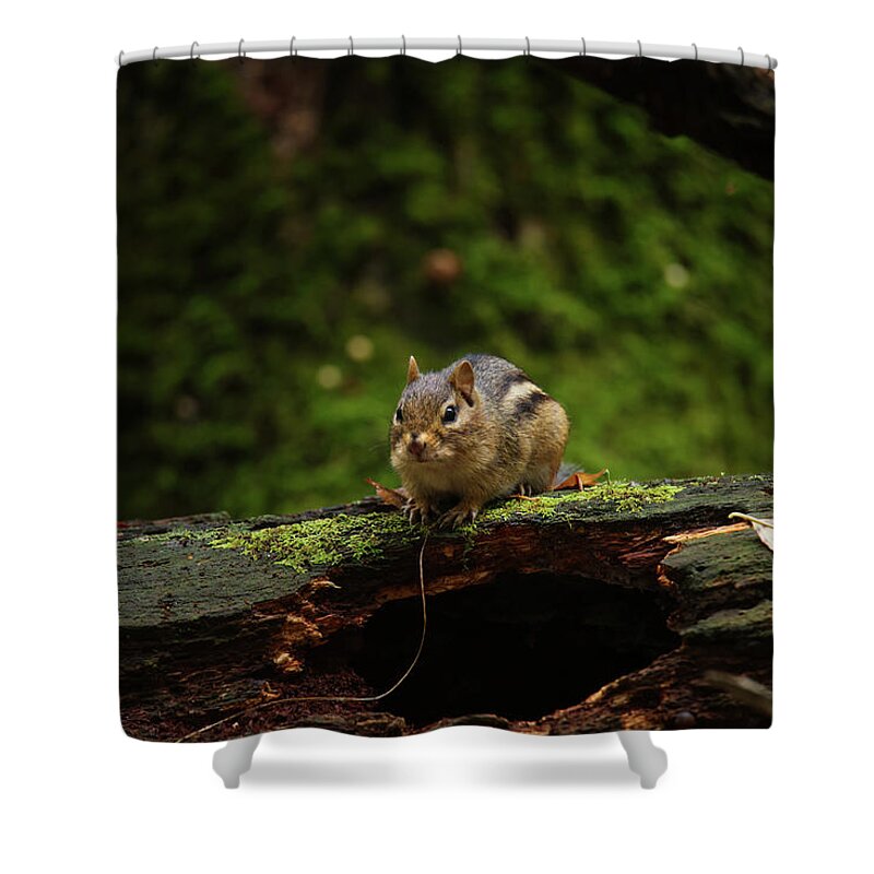 Chipmunk Shower Curtain featuring the photograph Chipmunk #1 by Brook Burling