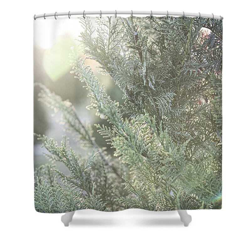 Minimalist Shower Curtain featuring the photograph Christmas Tree #1 by Andrea Anderegg