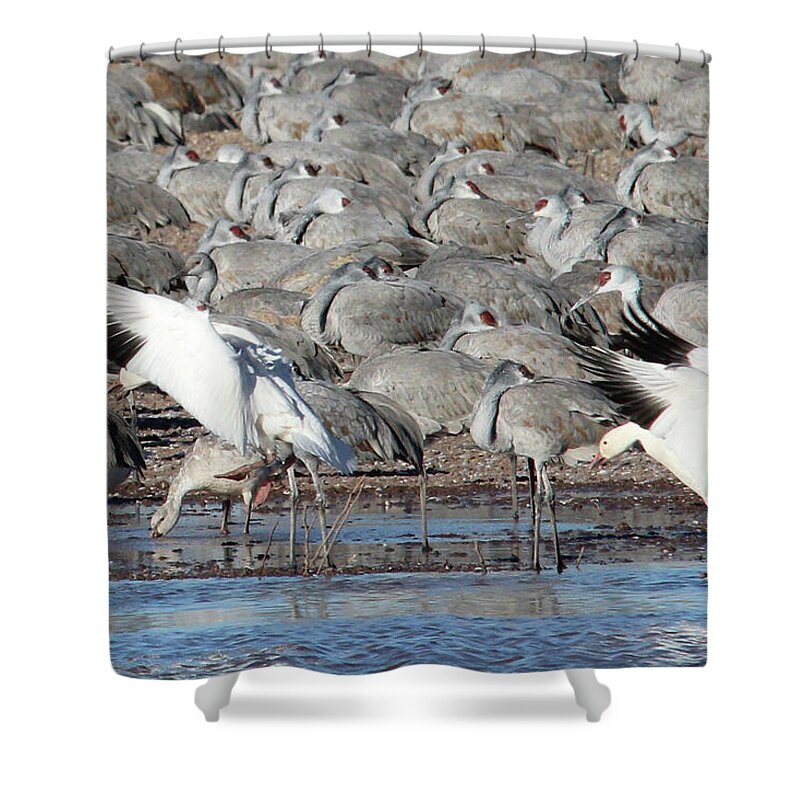 Water Shower Curtain featuring the photograph Cleared For Landing #1 by Robert Harris